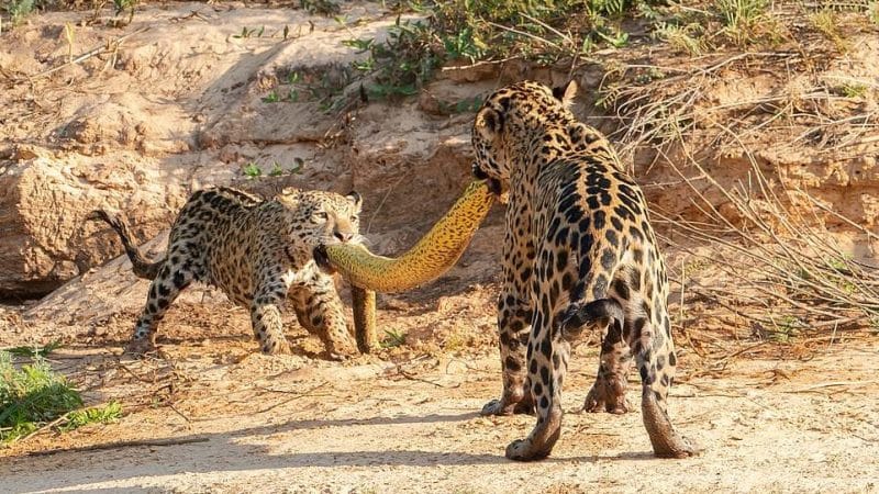 Clash of the Jaguars: Mother and Cub Wrestle Over 16 ft Anaconda in Southwest Brazil