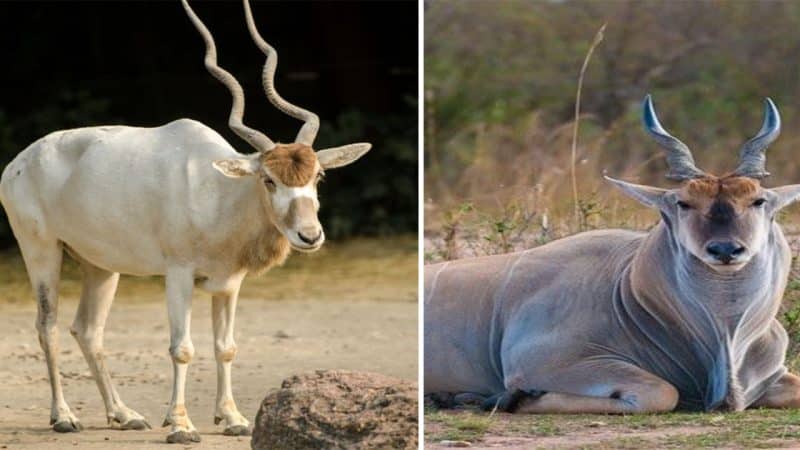 Graceful and Swift: Exploring the World of Antelopes