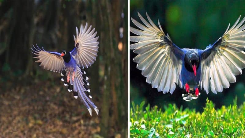 A Mesmerizing Bird: The Taiwan Blue Magpie