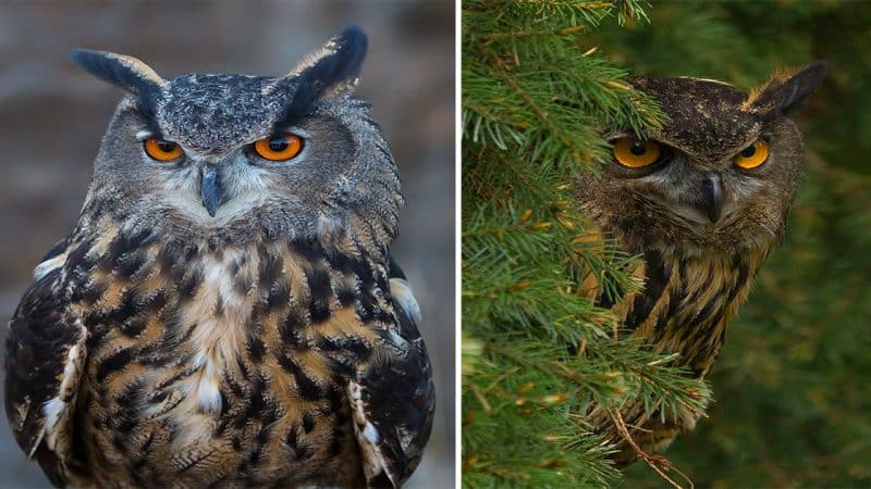 The Enigmatic Beauty: Exploring the Eagle Owl’s Grace and Power