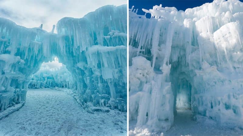 Unveiling the Enchanting Beauty: Exploring the Ancient Forest Beneath the Ice