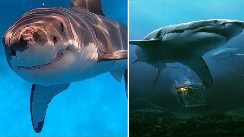 Sharks Swim into the Future: Warming Oceans Drive Lateralization and Behavioral Changes