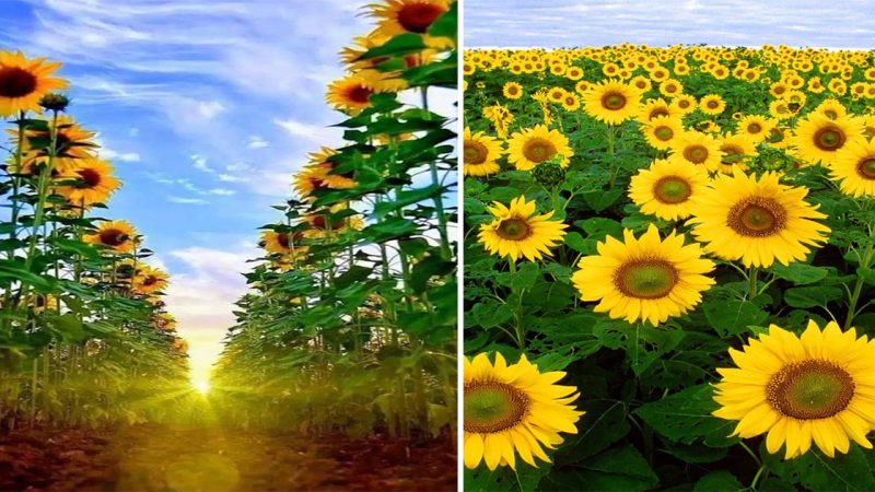 Radiant Beauty Unveiled: Explore the Majestic Sunflower Garden