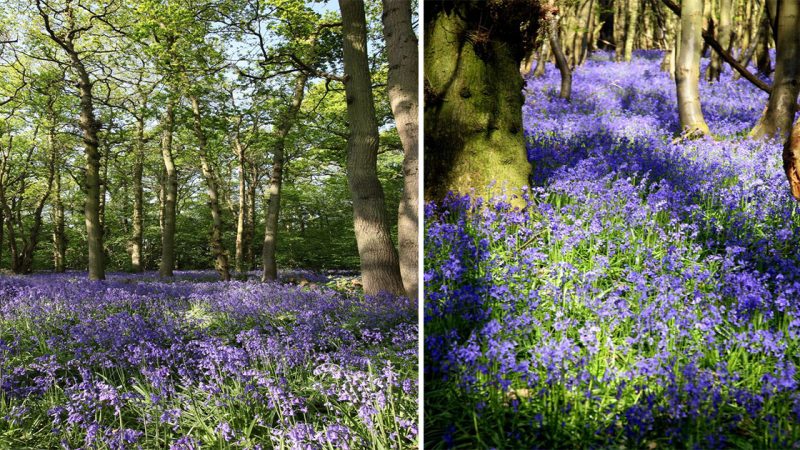 Enchanting Serenity: Explore the Tranquil Bluebell Flower Garden