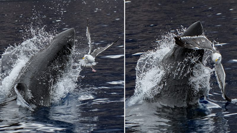 Dramatic Encounter: Seagull Narrowly Escapes Shark’s Jaws in Captivating Photos