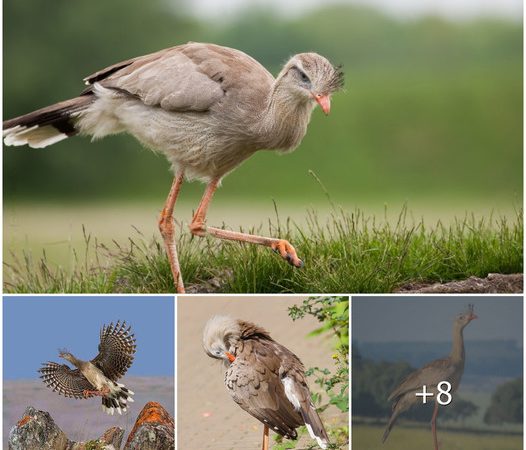 The Red-legged Seriema: A Fascinating Bird of the Grasslands of South America