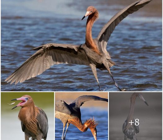 The Rufescent Tiger Heron: Graceful Elegance of a Majestic Long-Necked Bird