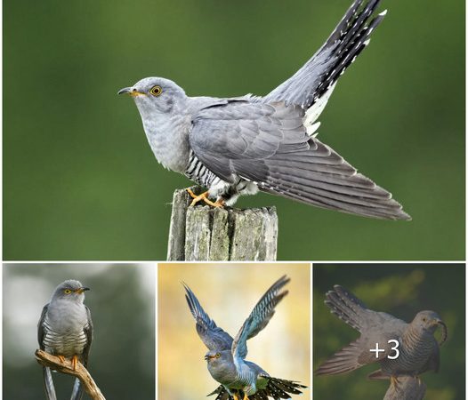 The Elusive Cuckoo Bird: A Master of Deception and Mystery