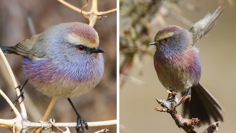 Enchanting Beauty and Intriguing Life of the White-Browed Tit-Warbler