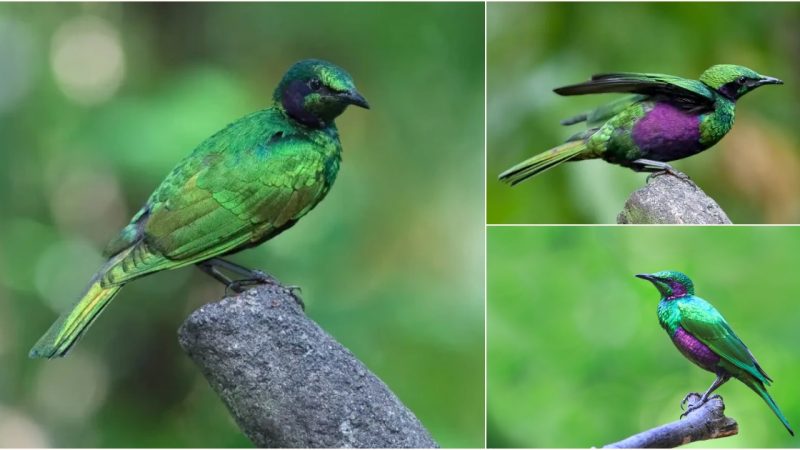 Behold the Dazzling Beauty of the Emerald Starling: A Jewel in the World of Birds That Will Mesmerize You!