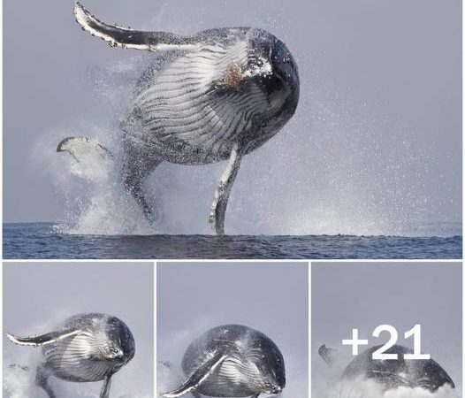 Rare Footage Captures a 40-Ton Whale Joyfully Leaping Out of the Water