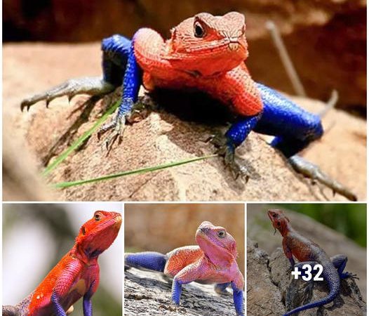 Celebrating Nature’s Superheroes: The Spider-Man-Lookalike Lizard That’s Winning Hearts