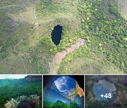 Revealing Hidden Secrets: Exploring an Enormous Sinkhole with an Ancient Forest, Holding Promise for Unknown Species