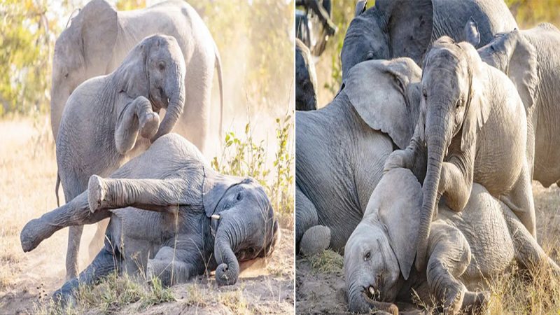 Unexpected Interactions: Young Elephants Delight Tourists in South African Safari