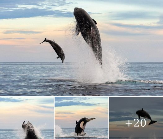 Astonishing Aerial Attack: Lucky Escape for Dolphin as Killer Whale Strikes