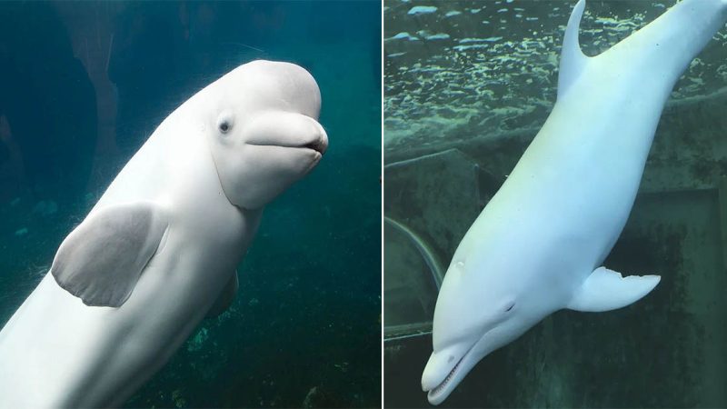 Albino Dolphins: Graceful Guardians of the Ocean’s Ethereal Depths