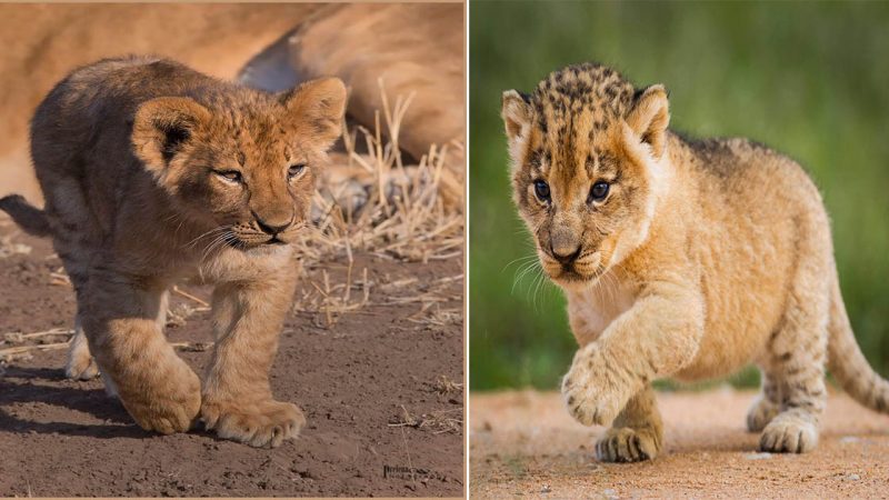 The Enchanting World of Lion Cubs