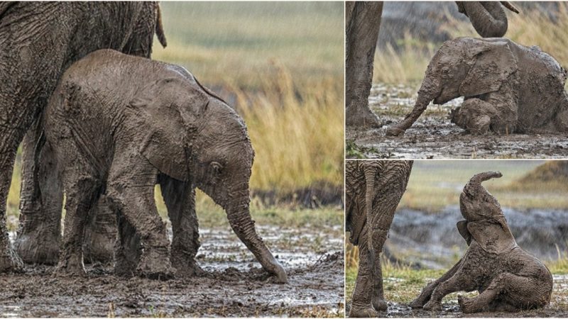 Adorable Aррeаl: A Mud-Covered Boy’s Sweet Request for Assistance Post-Rain