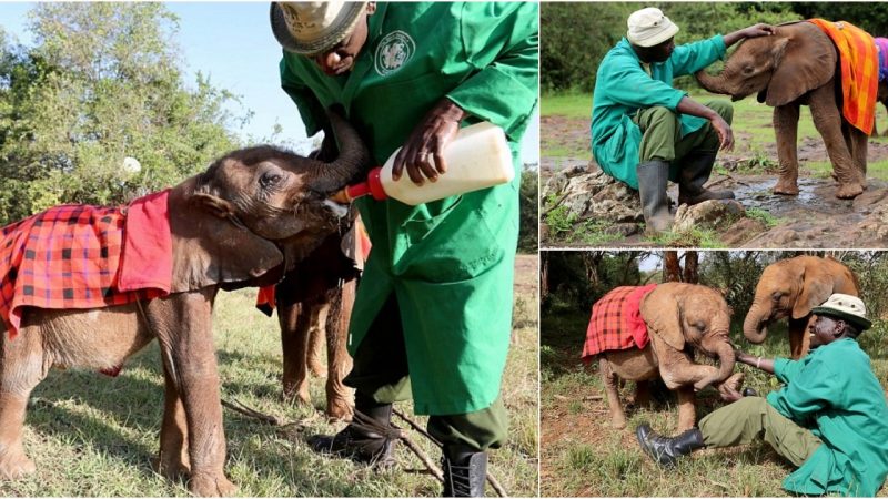 Heartwarming Moment: Orphaned Elephant Holds Trunk in Gratitude for Blanket, Surviving Harsh Winter with Remembrance of Mother’s Warmth ‎