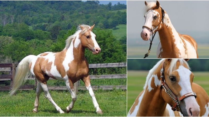 The Mesmerizing Beauty of Appaloosa Horses: Exploring Their Unique Elegance (Video)