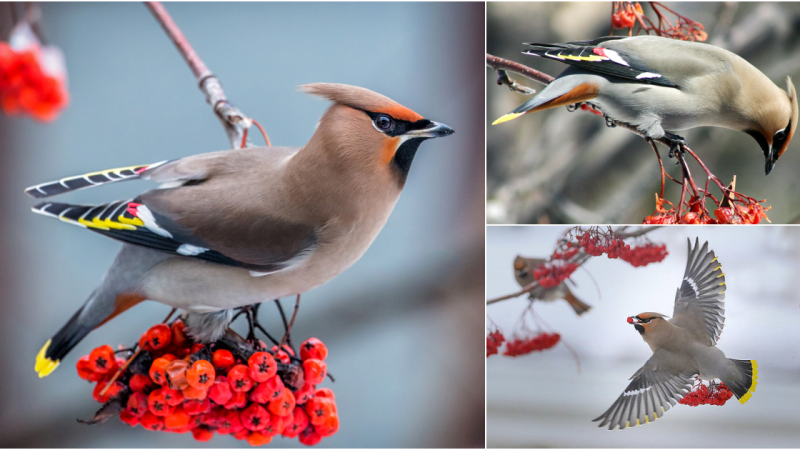 Bohemian Waxwing: A Glimpse into Nature’s Avian Beauty