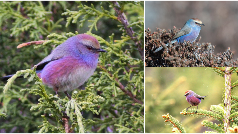 Sophie’s Multicolor Carbonite: A Natural Marvel of Vibrant Plumage