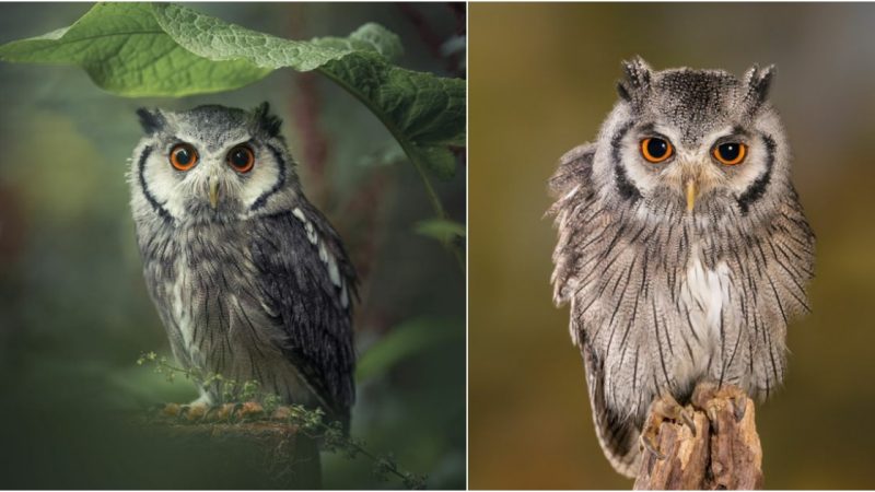 Mysteries of the Scops Owl: Unveiling the Secrets of Nature’s Enigmatic Night Hunter