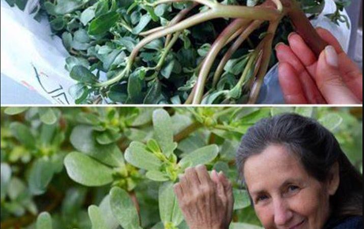 Purslane Is Tastier Than Meat! My Turkish Neighbors Taught Me This Amazing Recipe