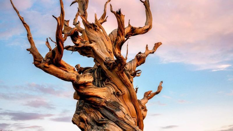 The World’s Oldest Bristlecone Pine – A 5,000-Year-Old Witness